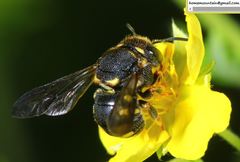 Anthidiellum boreale