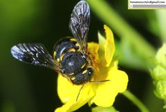 Anthidiellum boreale