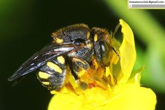 Anthidiellum boreale