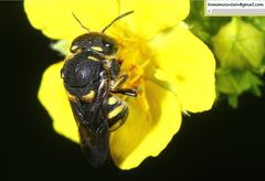 Anthidiellum boreale