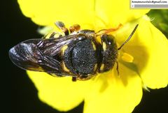 Anthidiellum boreale