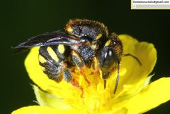 Anthidiellum boreale