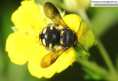 Anthidiellum boreale