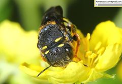 Anthidiellum boreale