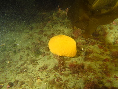 Porifera