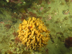 Porifera
