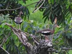 Dendrocygna autumnalis