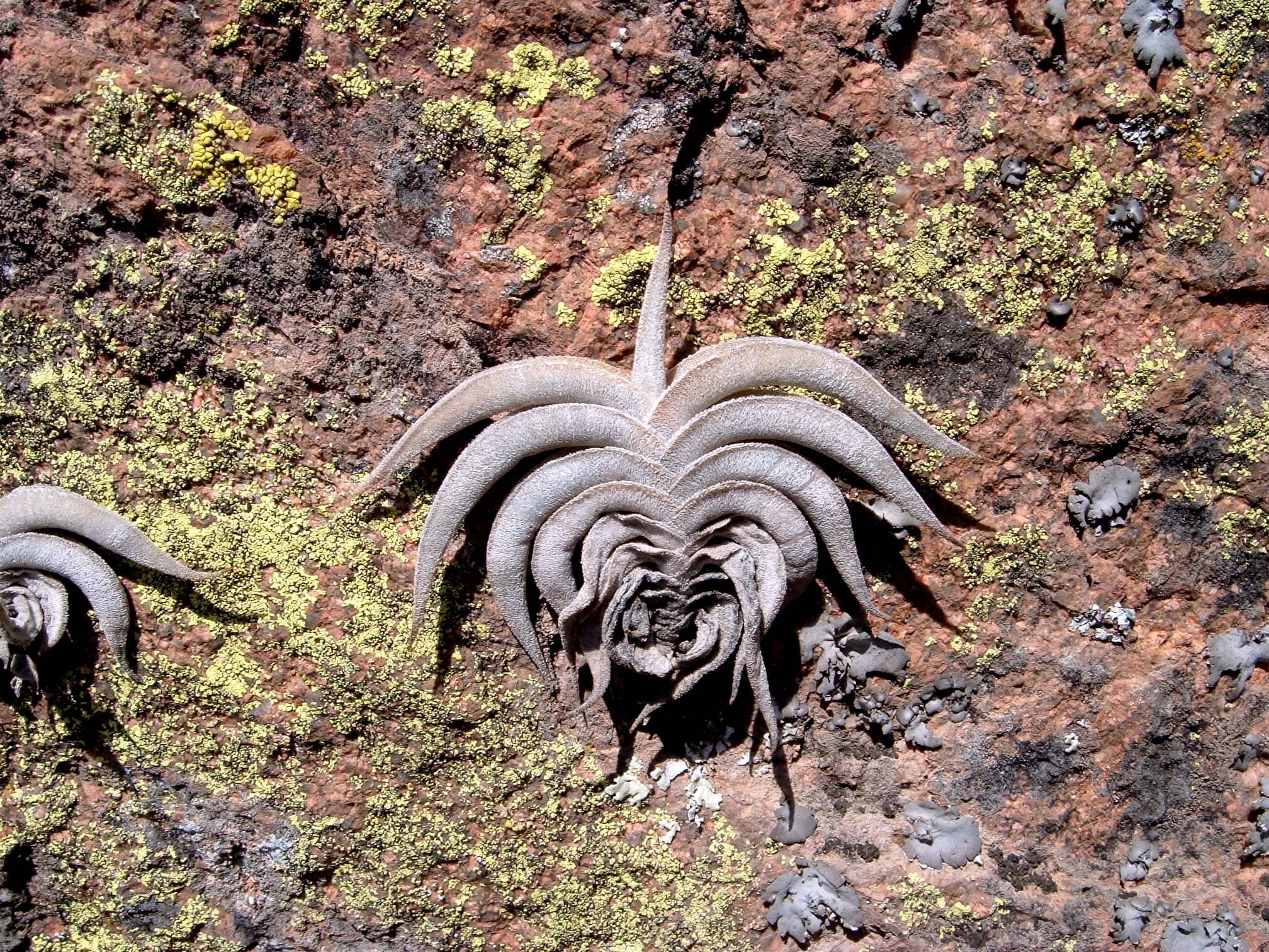 Tillandsia gilliesii ssp.polysticha チランジア・ギリエシー