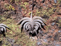 Tillandsia gilliesii