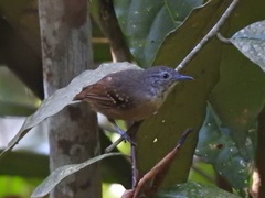 Epinecrophylla fulviventris