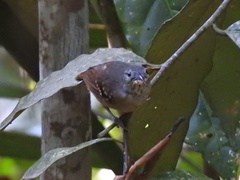 Epinecrophylla fulviventris