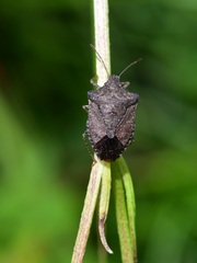 Euschistus biformis