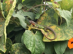 Stenocercus trachycephalus