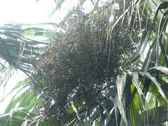 Sabal mauritiiformis