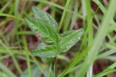 Desmodium palmeri