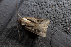 Agrotis vancouverensis