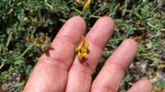 Acmispon grandiflorus grandiflorus