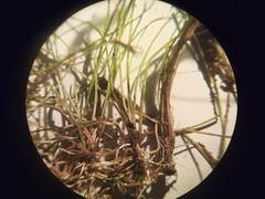 Eleocharis acicularis