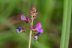 Desmodium palmeri