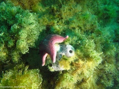 Odontaster penicillatus