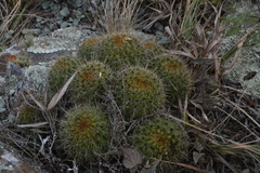Trichocereus rowleyi