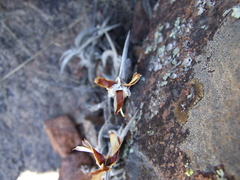 Tillandsia gilliesii