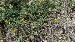 Acmispon grandiflorus grandiflorus