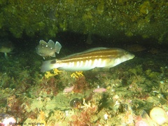 Pinguipes brasilianus