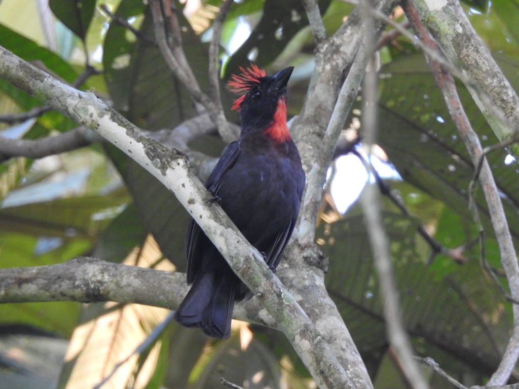 Habia Sombría, Driophlox gutturalis