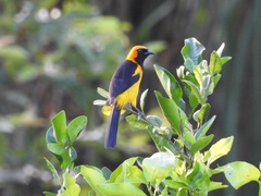 Icterus auricapillus