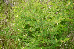 Lonicera