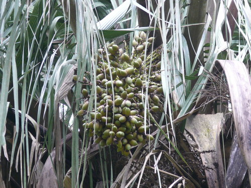 American oil palm