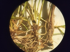 Eleocharis acicularis