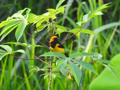 Icterus auricapillus