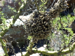 Tillandsia pedicellata