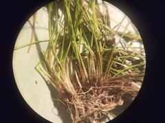 Eleocharis acicularis