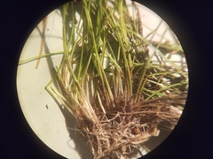 Eleocharis acicularis
