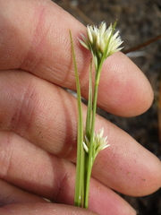 Rhynchospora alba