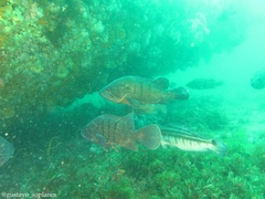Acanthistius patachonicus