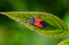 Melanopleurus bicolor