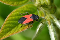 Melanopleurus bicolor