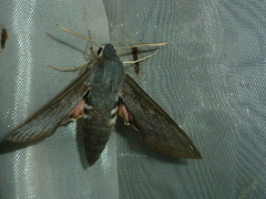 Hyles vespertilio