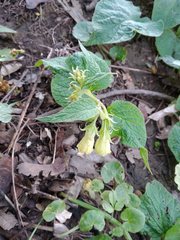 Symphytum cordatum