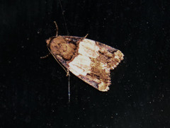Bryolymnia ensina