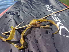 Potamogeton praelongus