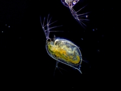 Daphnia pulex