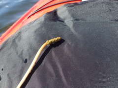 Potamogeton praelongus