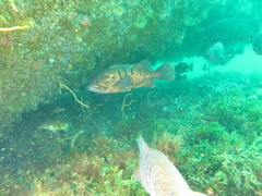 Acanthistius patachonicus