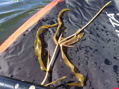 Potamogeton praelongus