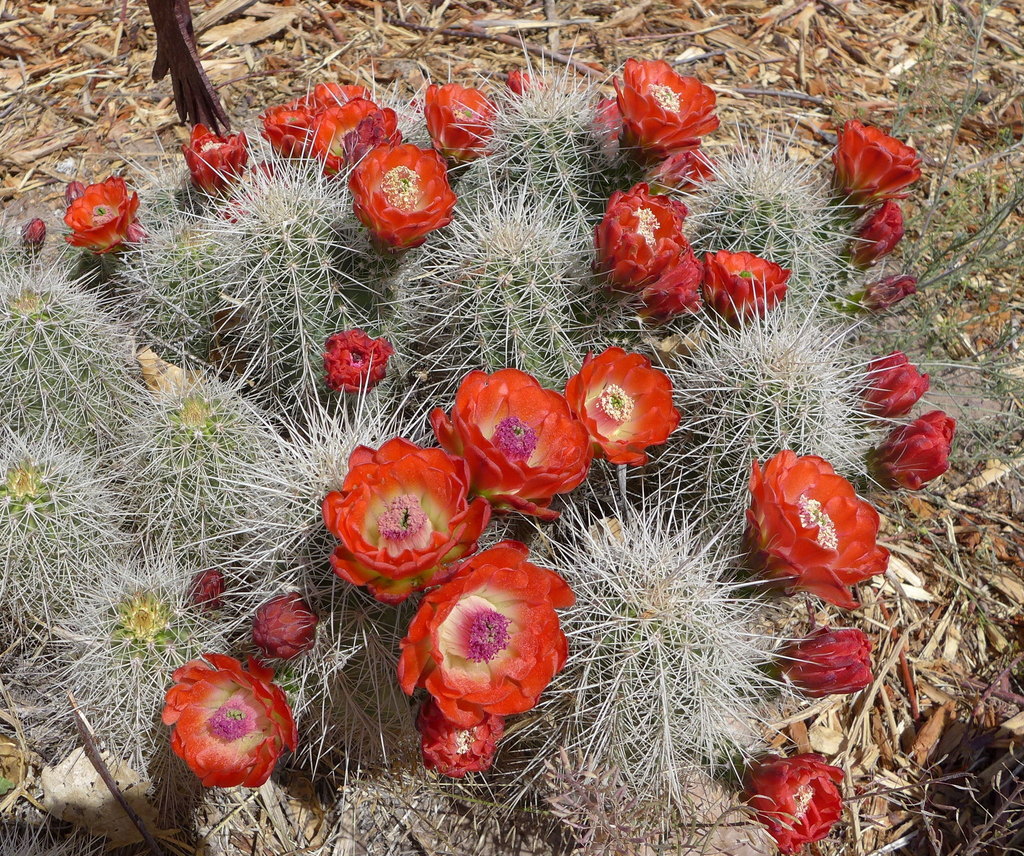 scarlet hedgehog cactus (Plants of Lathrop State Park)  iNaturalist